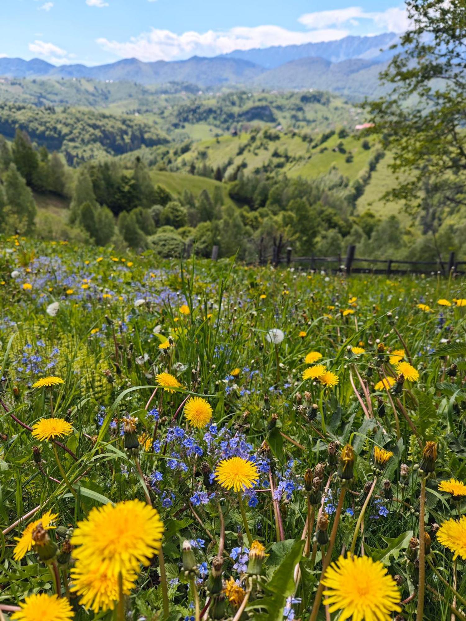 Alpine Escape Studios Măgura Esterno foto